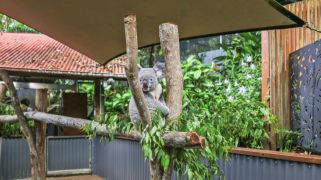 Koala and birdlife sanctuary calls for nature-loving buyer