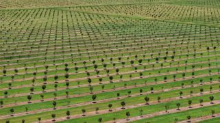 Agricultural dreaming: Orchards for sale around Australia right now Agricultural dreaming: Orchards for sale around Australia right now