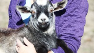 Quamby Park Farm Stay and Petting Zoo hits market