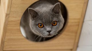 The rise of cat cafes and pet hubs in Australian retail