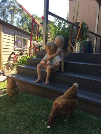 All Cooped Up At Home Coronavirus Triggers A Run On Backyard Chickens