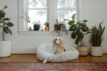 Should you allow pets in your investment property?