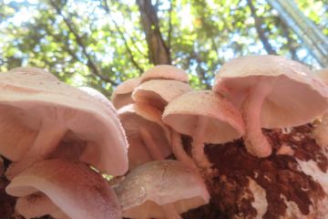 Spawn a new career with this mushroom farm for sale