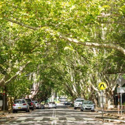 The vital role of trees in keeping our cities cool, power bills down and residents healthy