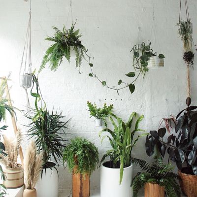 Indoor plant trends