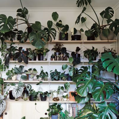 Research says indoor plants reduce stress
