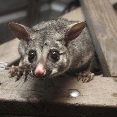 How I got rid of possums in my backyard