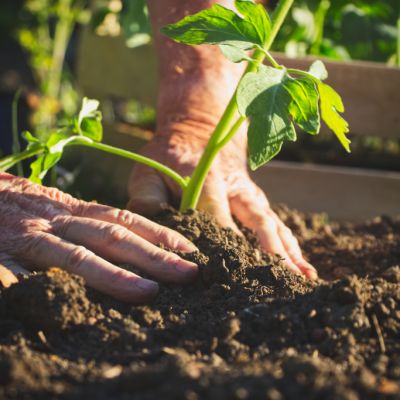 10 gardening tricks I’ve learnt over a decade
