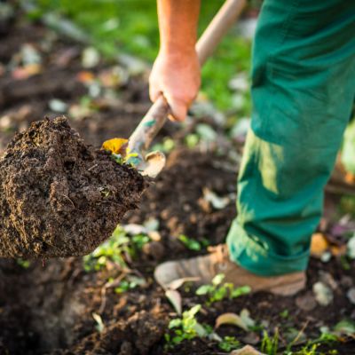 How to make sure vegetable seedlings survive