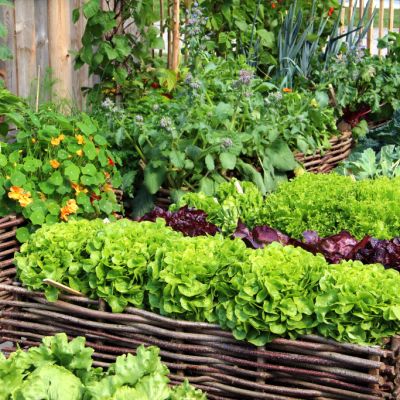 How to create an organic vegie garden