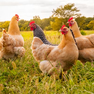 How the humble backyard chook is helping us through the pandemic