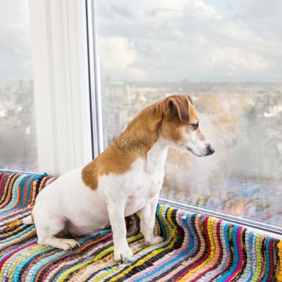 Sydney pet owners get shock win in the battle against apartment pet bans