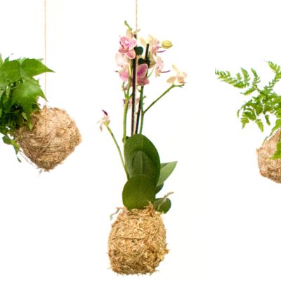 How to make an orchid kokedama