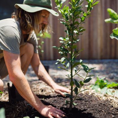 The five easiest fruit trees to grow