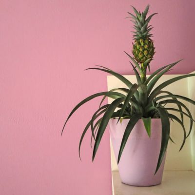The house plant that could cure snoring