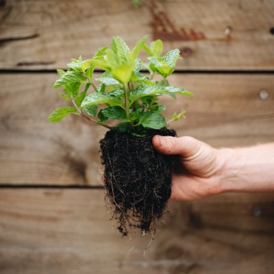Easy herbs to grow at home