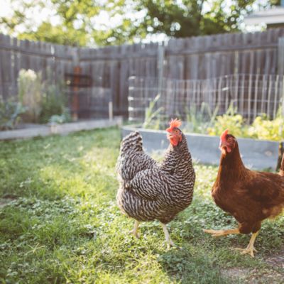 Coronavirus triggers a run on backyard chickens