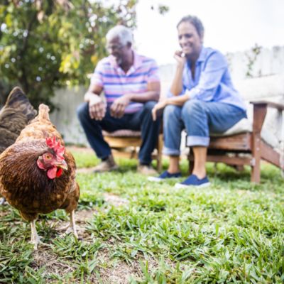 The truth about backyard chickens