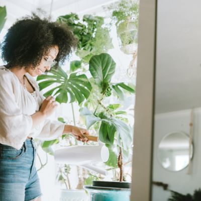 How to take care of your houseplants in summer