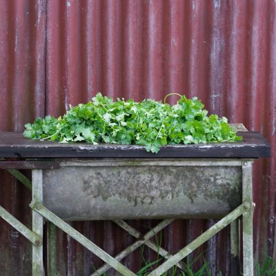 Gardening: How to successfully grow coriander
