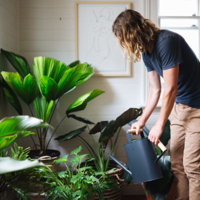 This is how to keep your indoor plants alive