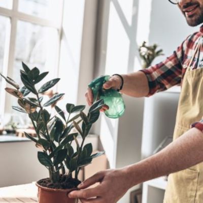 The best houseplants to give as gifts