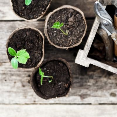Lessons from mother nature: Five surprising gardening hacks