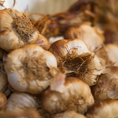 How to harvest your own garlic