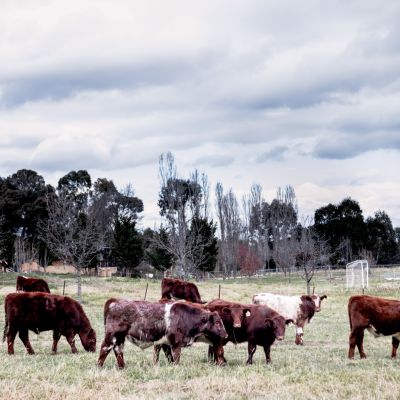 Gundaroo: The small village just outside of ACT where Canberra home buyers should consider