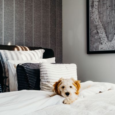 How to have a home that is both dog-friendly and stylish