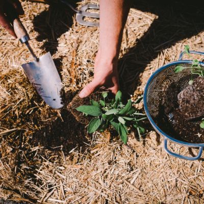 How to prepare your soil to get the best out of your garden