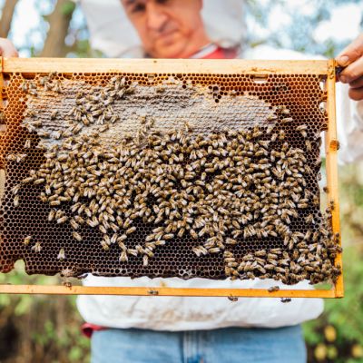 Where to learn the art of beekeeping in your state
