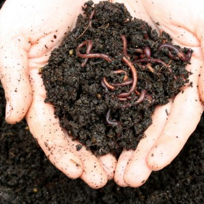 Why you need a worm farm and how to get the most out of it