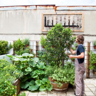Try it: How to grow climbing plants in small spaces