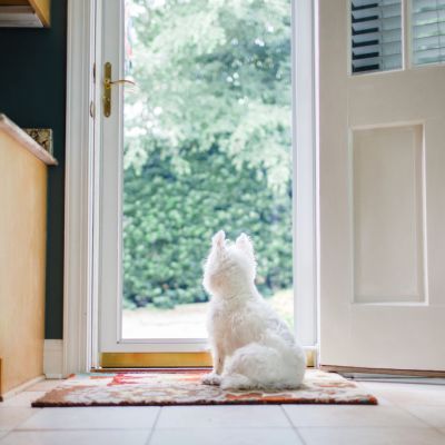 How to pet-proof your investment property for greater returns