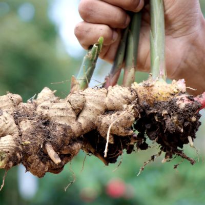 What is a rhizome and how do I grow them at home?