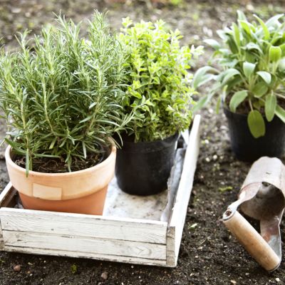 How to use succession planting in your garden