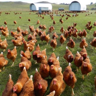 Innovative free-range chicken business in Gunning on the market