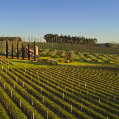 What you need to know before investing in a winery