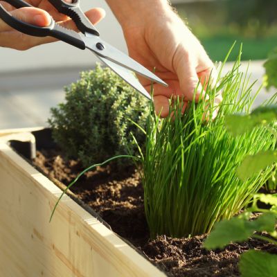 How to create a thriving edible garden