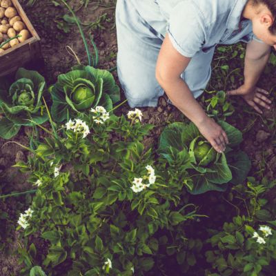 A guide to winter gardening: What to prune, what to pick and what to plant