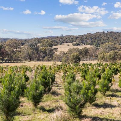 A Christmas tree farm has hit the market – and it’s just an hour’s drive from Canberra
