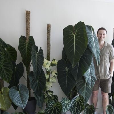 150 and counting: How this Sydney renter lives with his huge plant collection