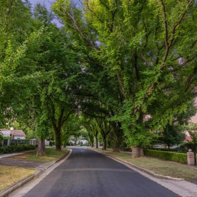 Could this be Canberra's prettiest street?