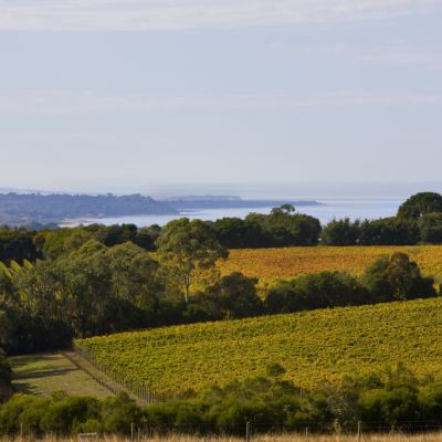 Red Hill: The discreetly luxurious Mornington Peninsula village where tree changers meet sea changers