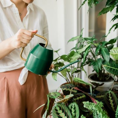 How to choose the best indoor plants for Canberra's environment