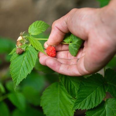 A guide to growing and caring for dwarf fruit trees