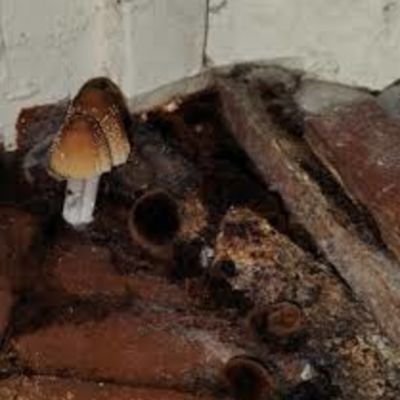 Tenant’s ‘floor shrooms’ reported to landlord ‘many times’ over two years