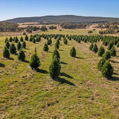Buy a Christmas tree farm for $1.3 million