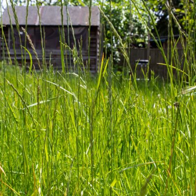 Sydney renter evicted over unmown lawn